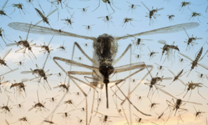 Read more about the article 🦟 Why Let Mosquitoes Crash Your Summer Party?